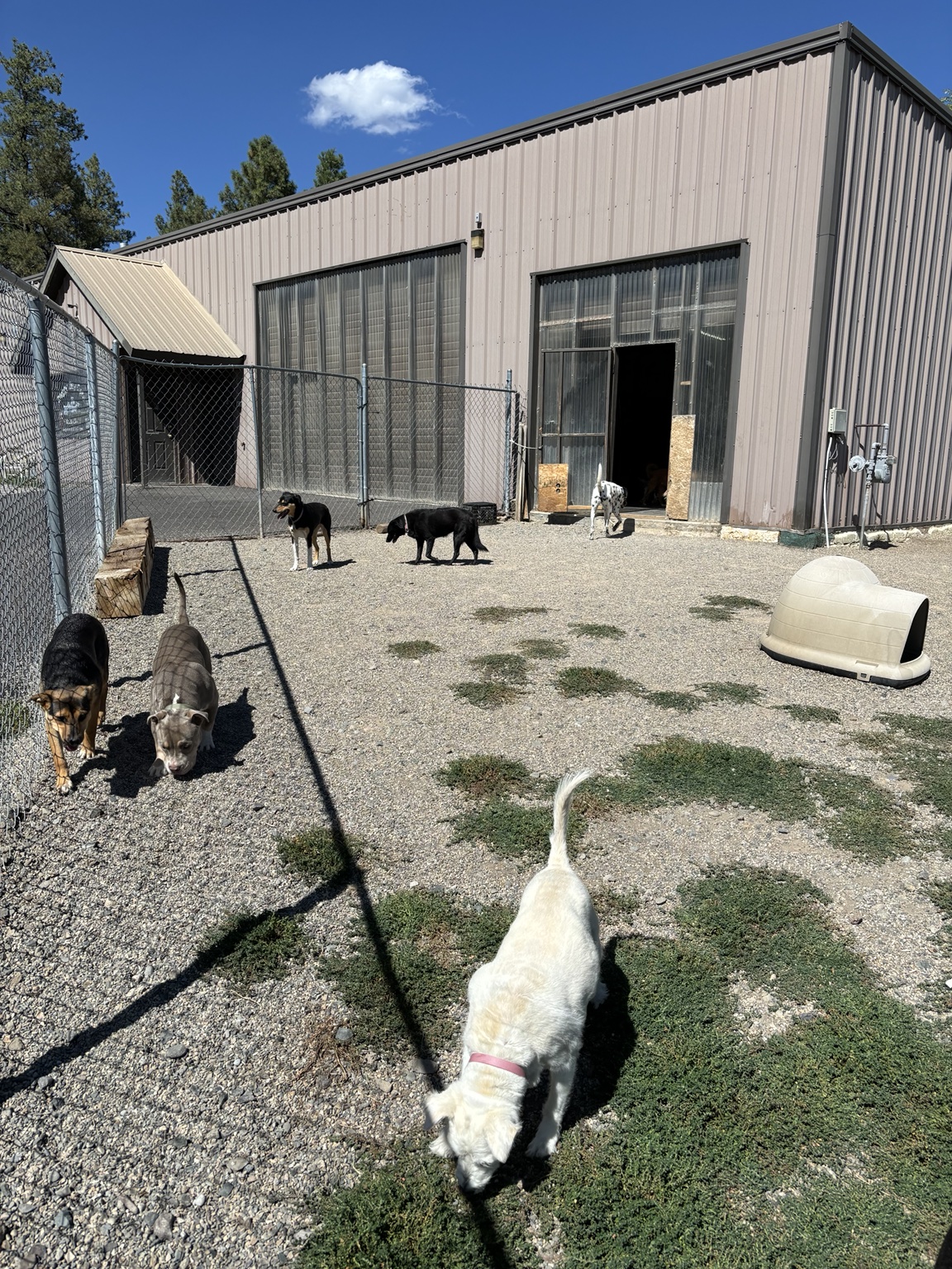 Dogs enjoying outdoor time at the facility