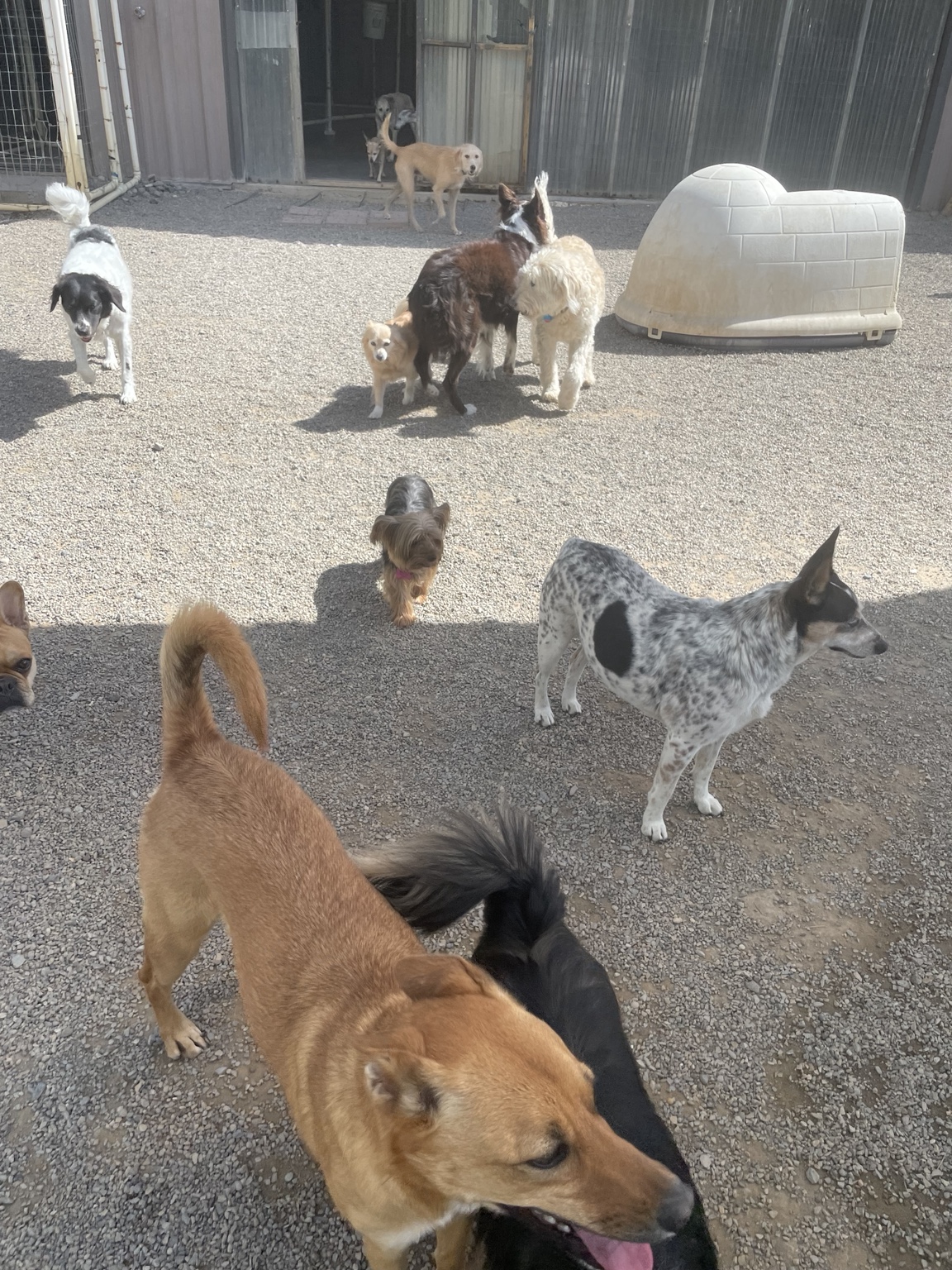 Dogs being dogs